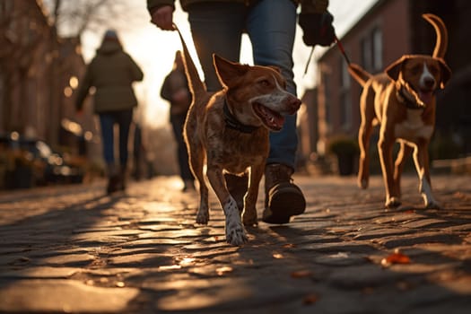 Dog walking in autumn park. Pet owner and mixed breed dog doing obedience training outdoors. High quality photo