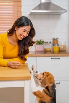 Vertical image of young Asian girl give dog candy and play fun with her dog that try to stand and eat the candy in kitchen.