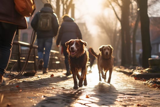 People i walking dogs in a park. High quality photo