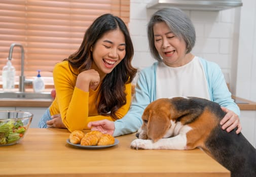 Front view of young Asian girl play fun with beagle dog that try to eat croissant bread on table and the dog hold by senior woman with smiling in kitchen.