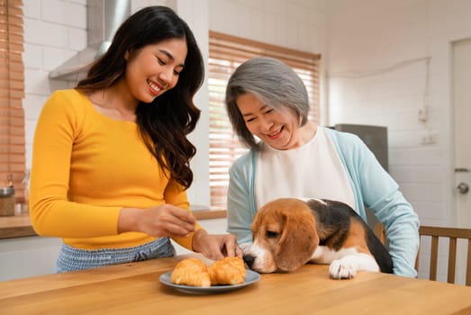 Close up young Asian woman play fun with beagle dog that try to eat croissant bread on table and the dog hold by senior woman with smiling in kitchen.