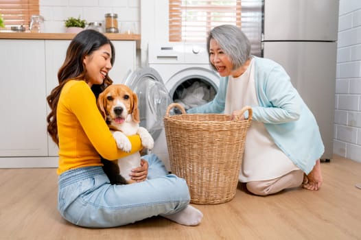 Young Asian girl hold and hug beagle dog that look at camera and sit near senior woman as mother bring cloths into washing machine in their house.
