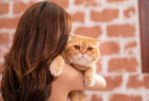 Close up face of orange cat that hold on shoulder of woman and the cat also look at camera.