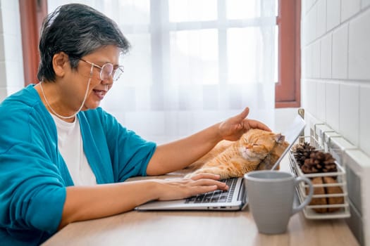 Asian senior woman use laptop to work and orange cat lie near her and she also enjoy to pat with care and love to her pet in the house.