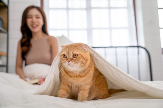 Orange cat stand on bed and cover with blanket and owner as woman smile in the background.