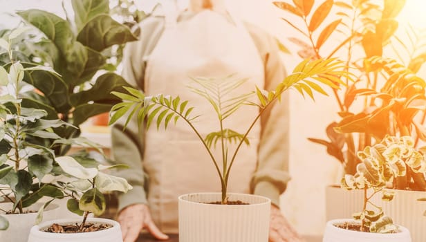 Home gardening, hobby, freelancing, cozy workplace. Grandmother gardener housewife in an apron holds a pot of Chamaedorea elegans in her hands.