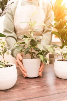 Home gardening, hobby, freelancing, cozy workplace. Grandmother gardener housewife in an apron holds a pot of Chamaedorea elegans in her hands.