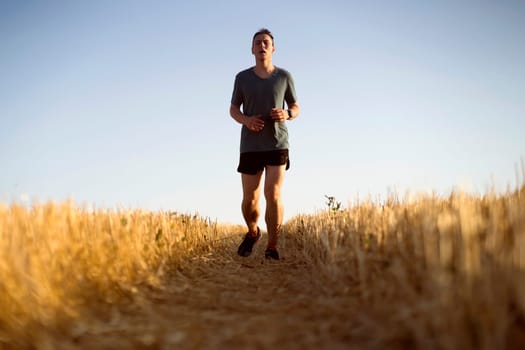 A young man jogging in the early morning at dawn, an athlete runs along the road through a wheat field.