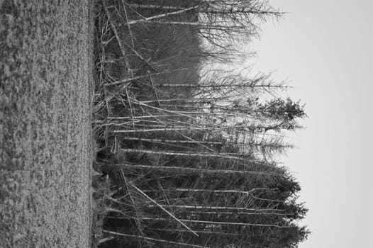 Dead trees at the edge of the field, black and white, Meerbusch, Germany