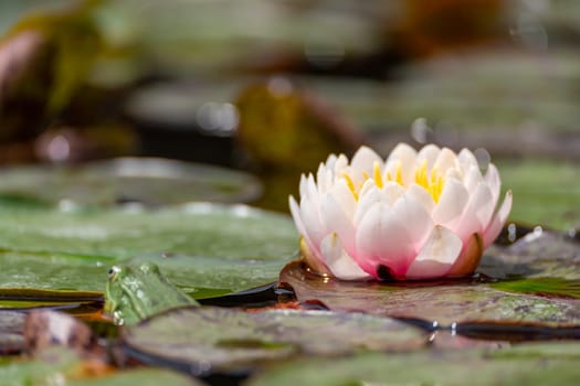 Pink lotus water lily flower in pond, waterlily with green leaves blooming.