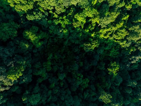 Aerial top view of green trees in forest. Drone view of dense green tree captures CO2. Green tree nature background for carbon neutrality and net zero emissions concept. Sustainable green environment.