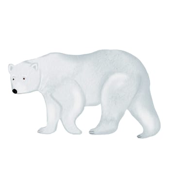 Polar bear watercolor drawing isolate on a white background. Cute Teddy Bear for the design of children's cards and postcards. High quality photo