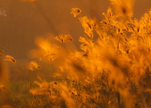 Beautiful scene of grass flower with wind blows gently on sunset or sunrise background. Nature background.