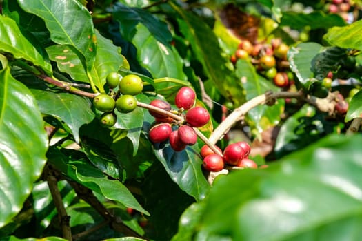 Raw and ripe Arabica coffee beans in a coffee plantation. Ripe coffee beans from organically grown Arabica coffee trees.