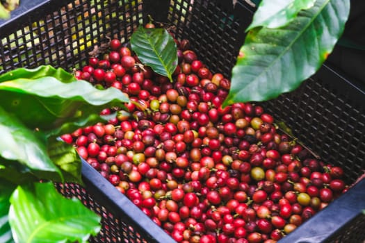 Farmers harvest ripe coffee beans from organically grown Arabica coffee trees. Asian worker is gathering coffee beans on plantation in bushy wood.