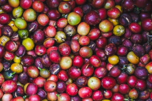 Red coffee beans as background. Close-up of Arabica coffee berries.