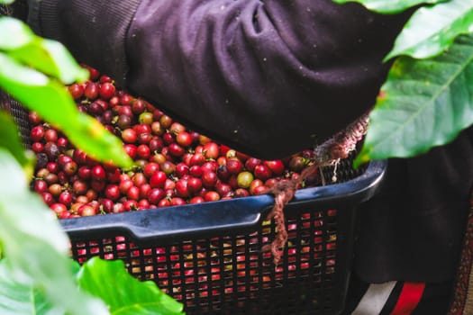 Farmers harvest ripe coffee beans from organically grown Arabica coffee trees. Asian worker is gathering coffee beans on plantation in bushy wood.