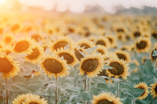 Close-up of a sunflower growing in a field of sunflowers during a nice sunny summer day with some clouds. Helianthus