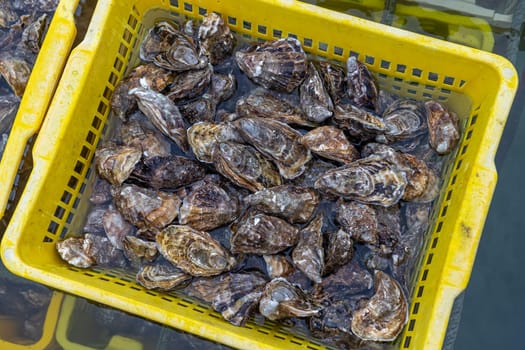 Oysters in containers with water at oyster farm Saint-Vaast-la-Hougue, French commune, Manche department, Normandy region,