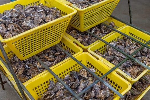 Oysters in containers with water at oyster farm Saint-Vaast-la-Hougue, French commune, Manche department, Normandy region,