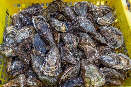 Oysters in containers with water at oyster farm Saint-Vaast-la-Hougue, French commune, Manche department, Normandy region,