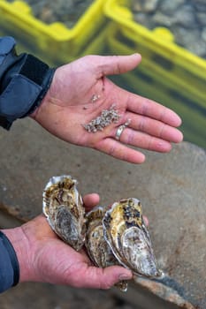 Oyster farming farming of bivalve Normandy coast France Cottentin region