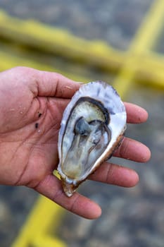 Fisherman s hand holding fresh Oyster after chopping by knife on backgrond Oyster farm,
