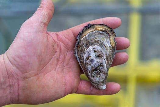 Fisherman s hand holding fresh Oyster from Oyster farm,