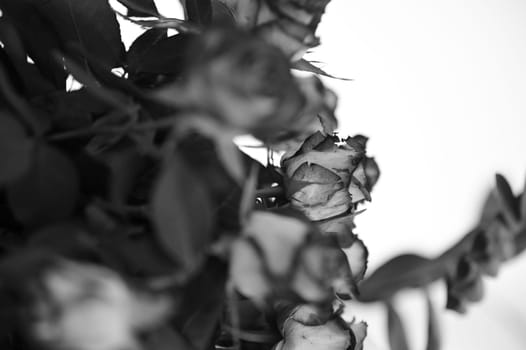 Bouquet of roses in black and white