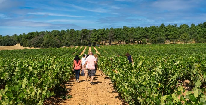 Panoramic view of a vineyard in Ribera del Duero, Spain, with people walking among the vines. Rural tourism concept.