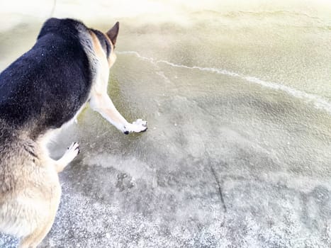 Shepherd dog on the melting ice of a river or lake in spring or autumn. Dangerous access to the ice of an animal on a winter day with warming and melting snow