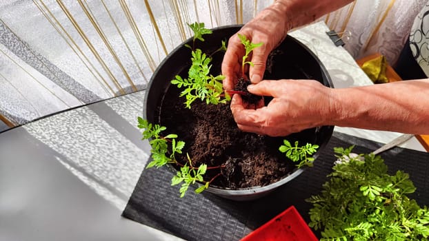 Planting marigold flowers in a pot. Reproduction of plants in spring. Young flower shoots and greenery for the garden. The hands of elderly woman, bucket of earth, green bushes and twigs with leaves