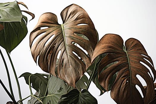 Withered monstera leaves, neglected ornamental plants, home plants, improper care.