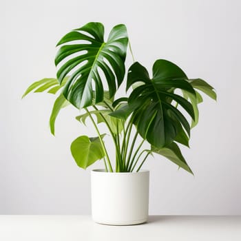 Monstera plant in white pot isolated on white background. Close up, isolated object