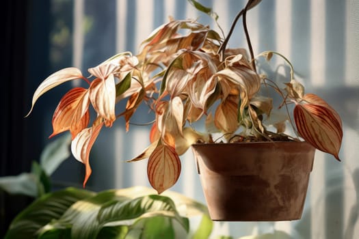 Wilted home flower leaves in clay pot, abandoned ornamental plants, home plants, improper care.