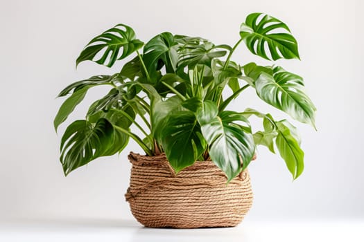 Monstera deliciosa or Swiss Cheese Plant in a woven flower pot, on a light background, home gardening and connecting to nature