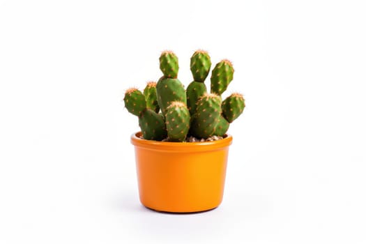 green small cactus in a pot isolated on a white background