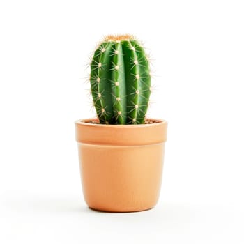 green small cactus in a pot isolated on a white background