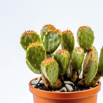 Beautiful big green cactus, dip in the pot, on a white background