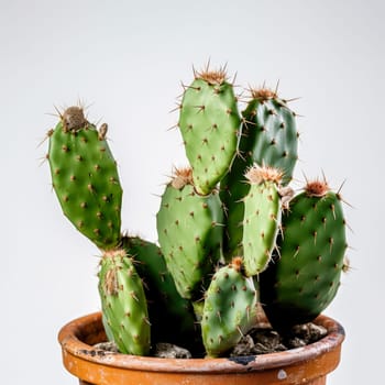 Beautiful big green cactus, dip in the pot, on a white background