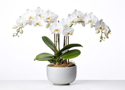 Pink orchid in a white flowerpot on white background. isolated object