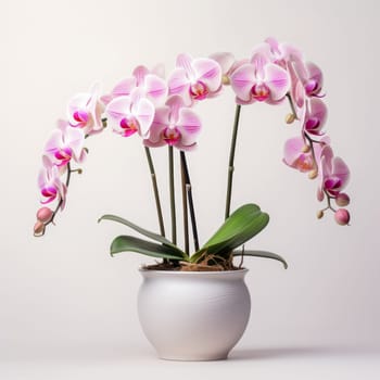 Pink orchid in a white flowerpot on white background