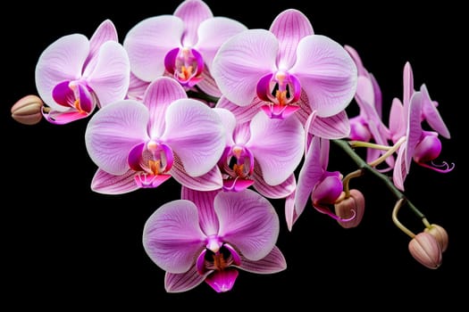 pink flower orchid Falinopsis on black background. Isolated object.