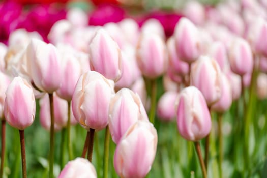 Tulip field. Pink tulips with white stripe close-up. Growing flowers in spring