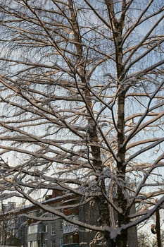 Photo of a tree in winter in the snow in close-up against the background of an apartment building. Snowfall. Bad weather.