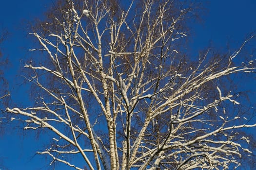 Photo a white birch tree in the snow in winter against a clear blue sky. Landscape. Nature. Trees.