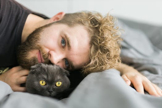 Funny scottish fold cat lying with male owner in bed. Pet