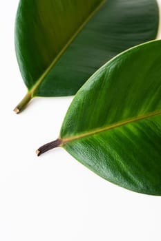 The image shows two vibrant green leaves with visible veins and stems, isolated on a white background. The leaves are large and have a prominent central vein that is lighter in color