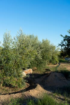 Olive trees in full production in a crop field under blue summer sky