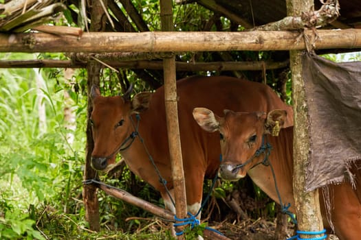 Balinese brown cows stand tied up in a stall under a canopy in the mountains